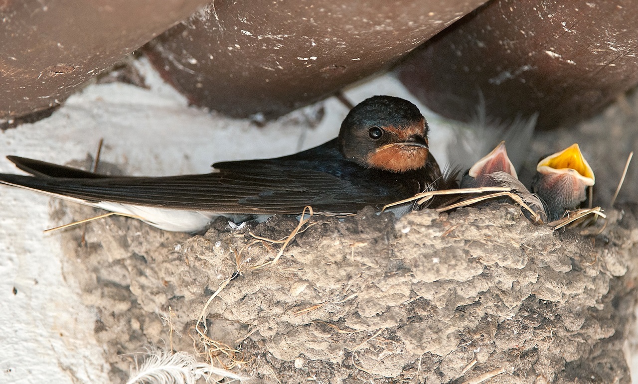 Starting signal for the construction of our 37th species protec - Bild 2